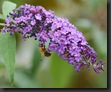 abeille