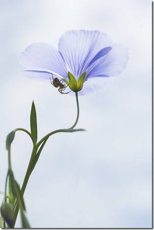 araignee_fleur_lin2