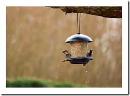 Moineau 1 et moineau 2