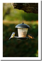 Mésange bleue et sitelle