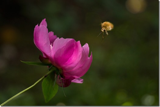 bombyle1_web