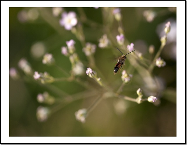 SONY DSC