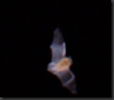 chauve souris