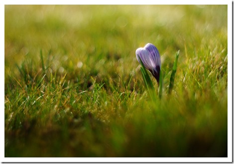 crocus_blue
