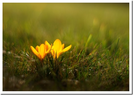 crocus_jaune