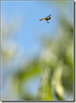 Syrphe