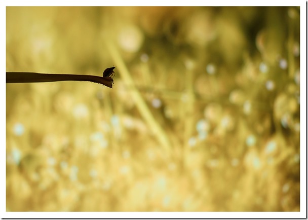 _DSC0063 copie