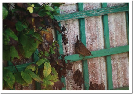 _DSC0095 copie