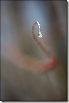 DSC01994_petit