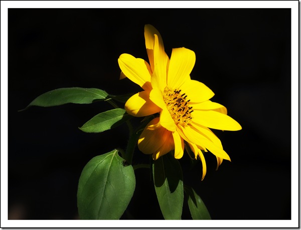 SONY DSC