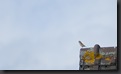 SONY DSC