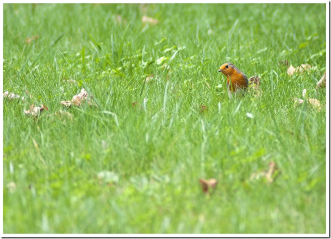 SONY DSC