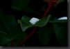 DSC03188_petit
