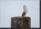 DSC03756_petit