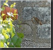 DSC03887_petit