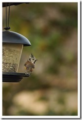 _DSC0438 copie