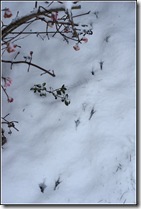 Traces de merle