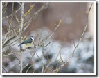 Mésange bleue