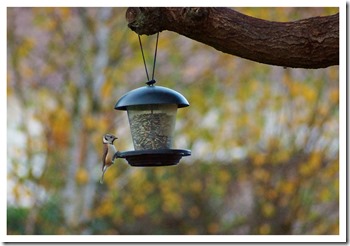 _DSC0505 copie