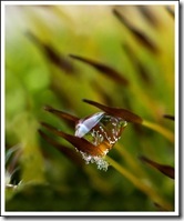 Goutte gravée
