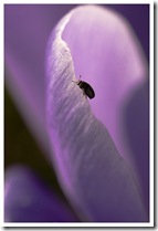 Ascension
