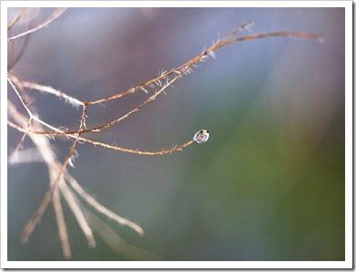 Goutte