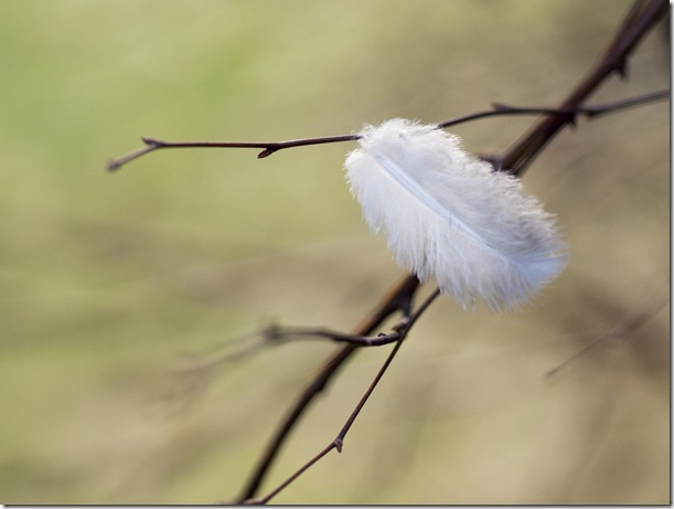 Plume