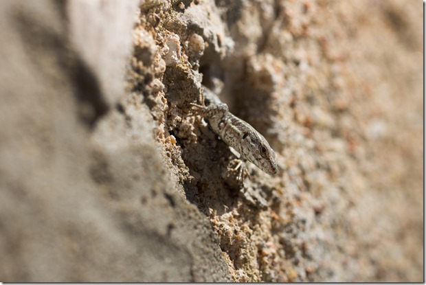 _DSC0614 copie