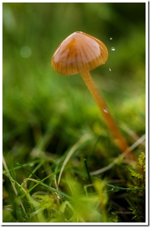 tête de pioche