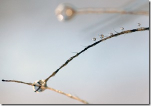 SONY DSC