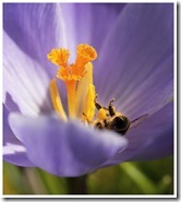 abeille se roule dans le crocus