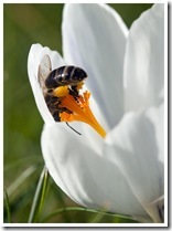 abeille se roule dans le crocus