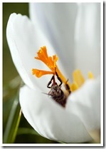 abeille se roule dans le crocus