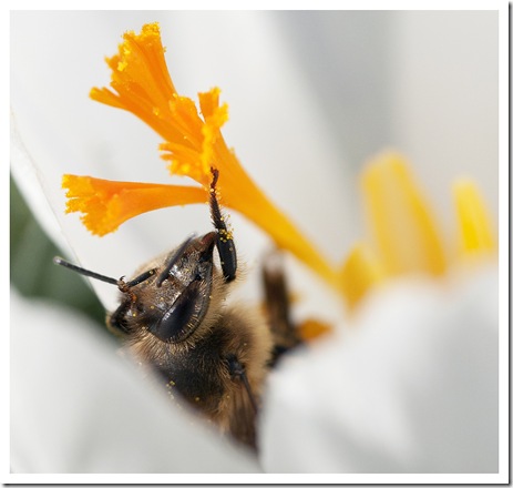 abeille se roule dans le crocus