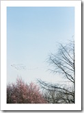 Grues de retour
