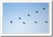 Grues de retour