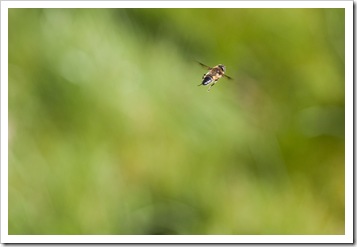 Bzzz file de plus en plus loin