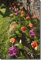 tulipes