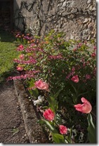tulipes