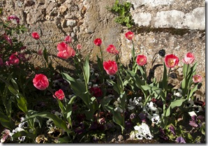 tulipes