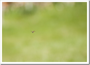 Bzzz file au loin