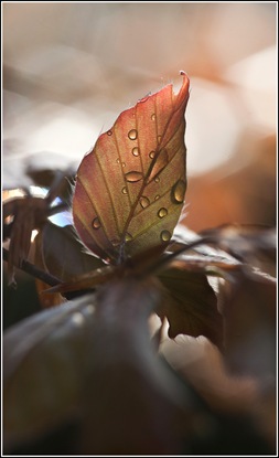 feuilles nouvelles