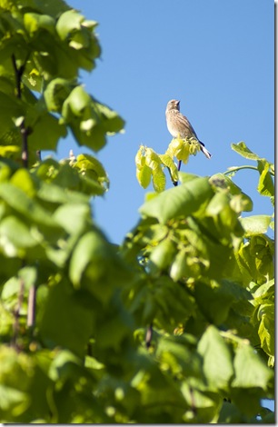 moineau soulcie