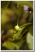 plein de cerises