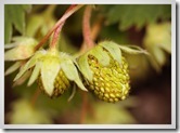 plein de fraises