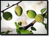 Une centaine d'abricots