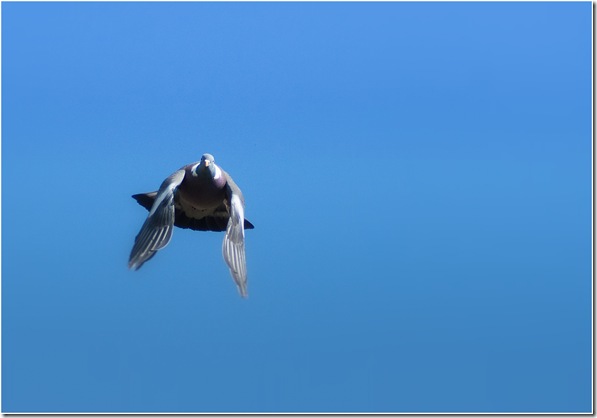 Flap