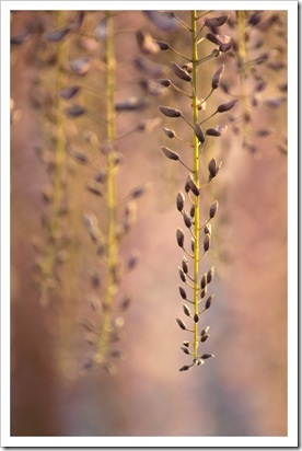 Glycine