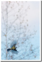 _DSC0883 copie