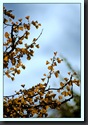 DSC09872A_petit